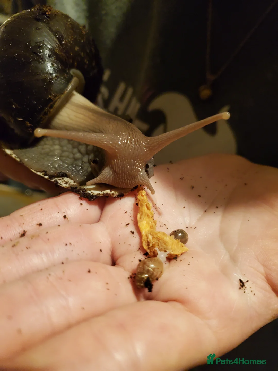 Snails invertebrates for sale: Giant African Land Snail babies (2 weeks old) - Advert 4
