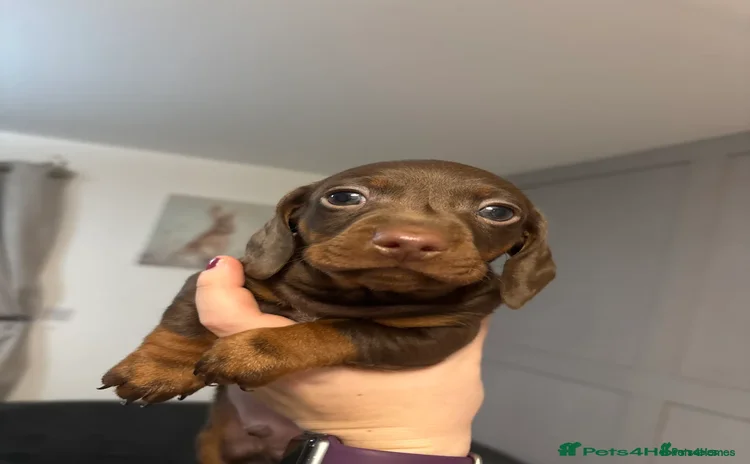 Miniature Dachshund dogs Award winning miniature dachshund puppies - Advert 5