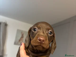 Miniature Dachshund dogs Award winning miniature dachshund puppies - Advert 5