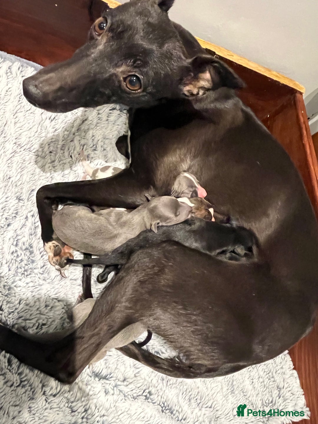 Whippet dogs for sale: KC registered stunning selection whippet pups - Advert 6