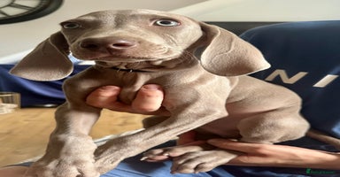 Weimaraner dogs in Thetford - Advert 15