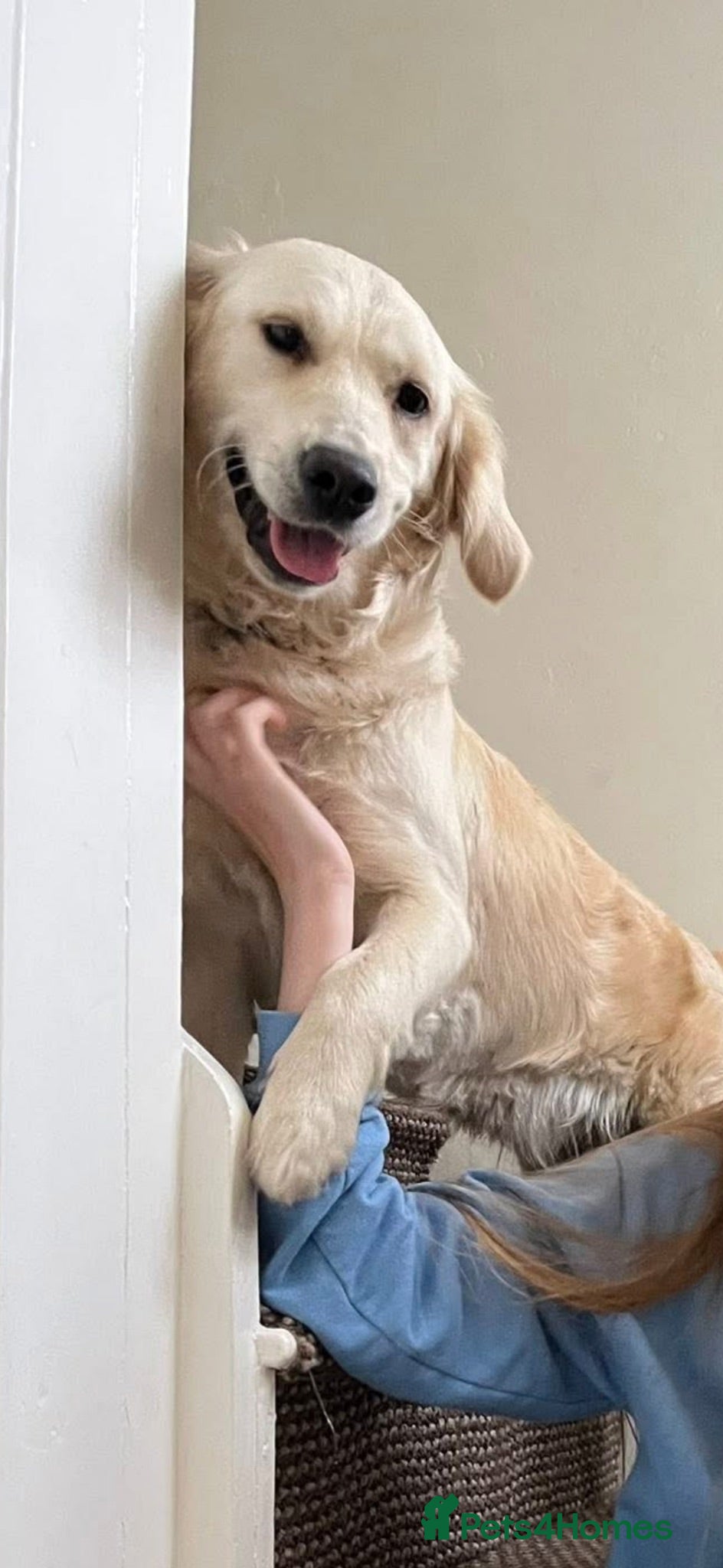 Golden Retriever dogs Lovely 5 golden retrievers pups - Advert 1