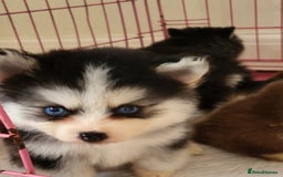 Pomsky dogs for sale:  toy size multi-generational pomsky puppies  - Image 17