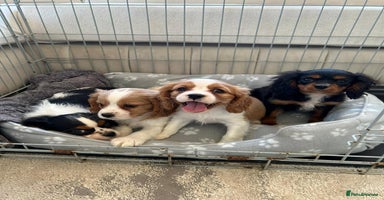 Cavalier King Charles Spaniel dogs - Advert 13