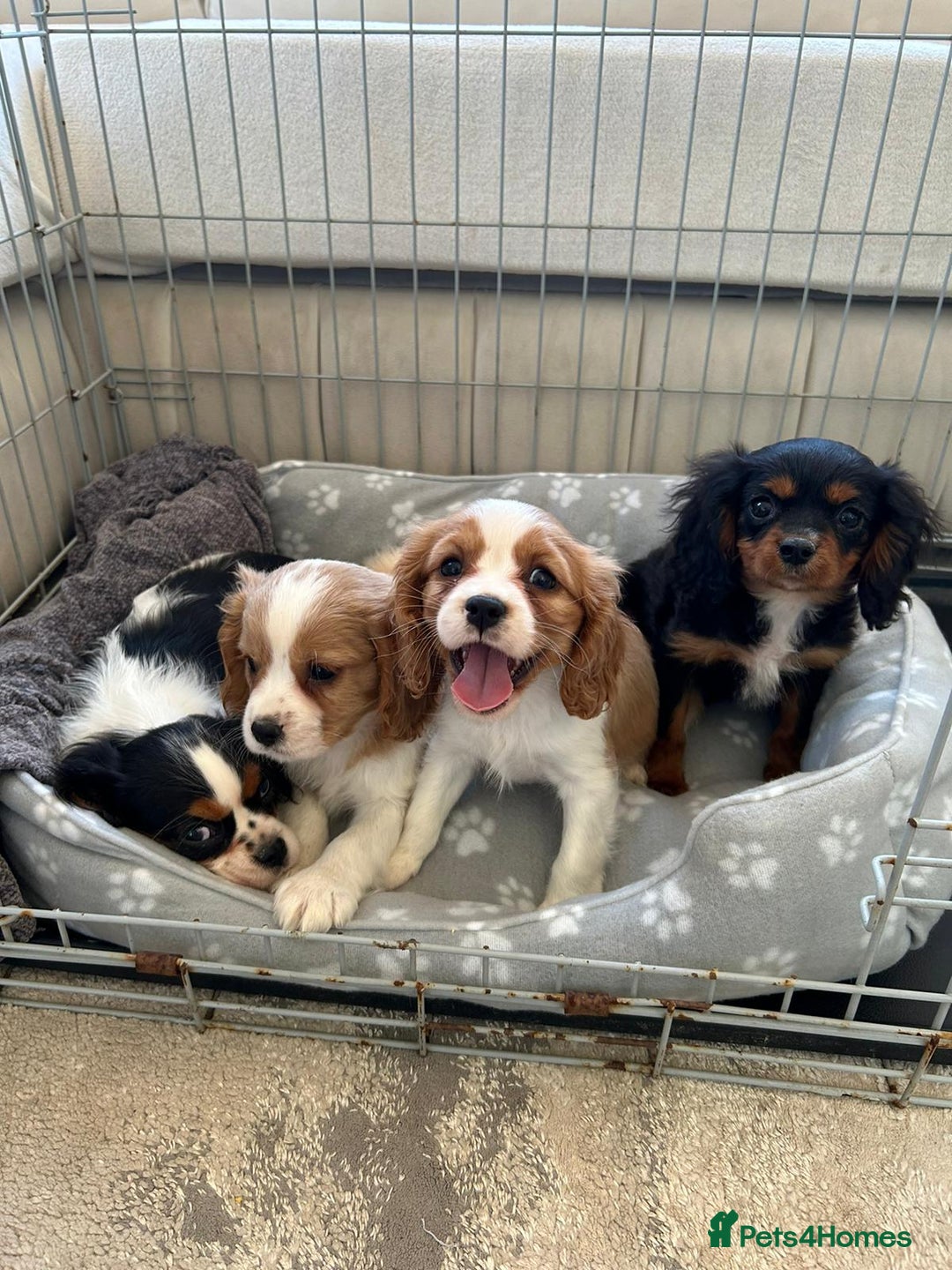 Cavalier King Charles Spaniel dogs for sale: Gorgeous King Charles cavalier puppies  - Image 3