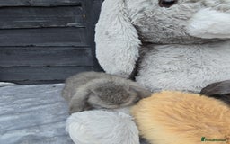 Continental Giant rabbits for sale: Giant french lops - Advert 9