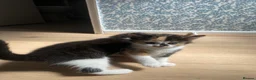 Mixed Breed cats for sale: Lovely part ragdoll kittens in Chichester - Advert 5