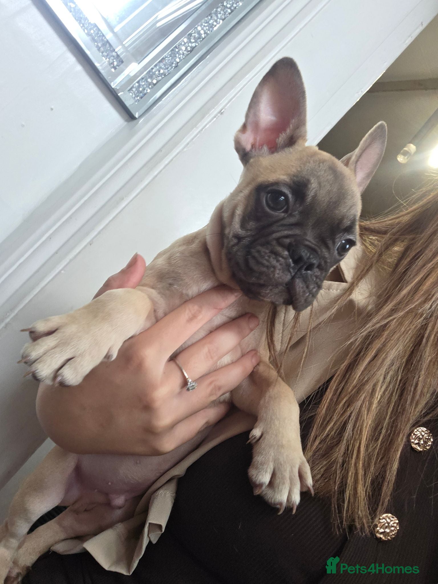 French Bulldog dogs £675 LAST MALE Frenchbulldog😍❤️9 week old - Advert 19