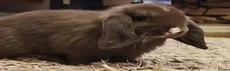 Mini Lop rabbits for sale: X 2 male mini lops - Advert 3