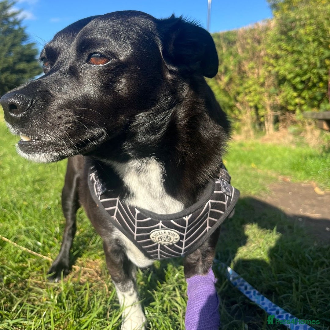 Mixed Breed dogs for adoption: Winston (Tripaw Terrier mix) - Image 9