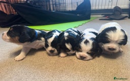 Cockalier dogs for sale: working cocker spaniel  - Image 6