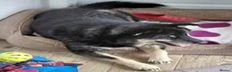 Mixed Breed dogs for adoption: Urgent appeal for Eric  - Advert 1