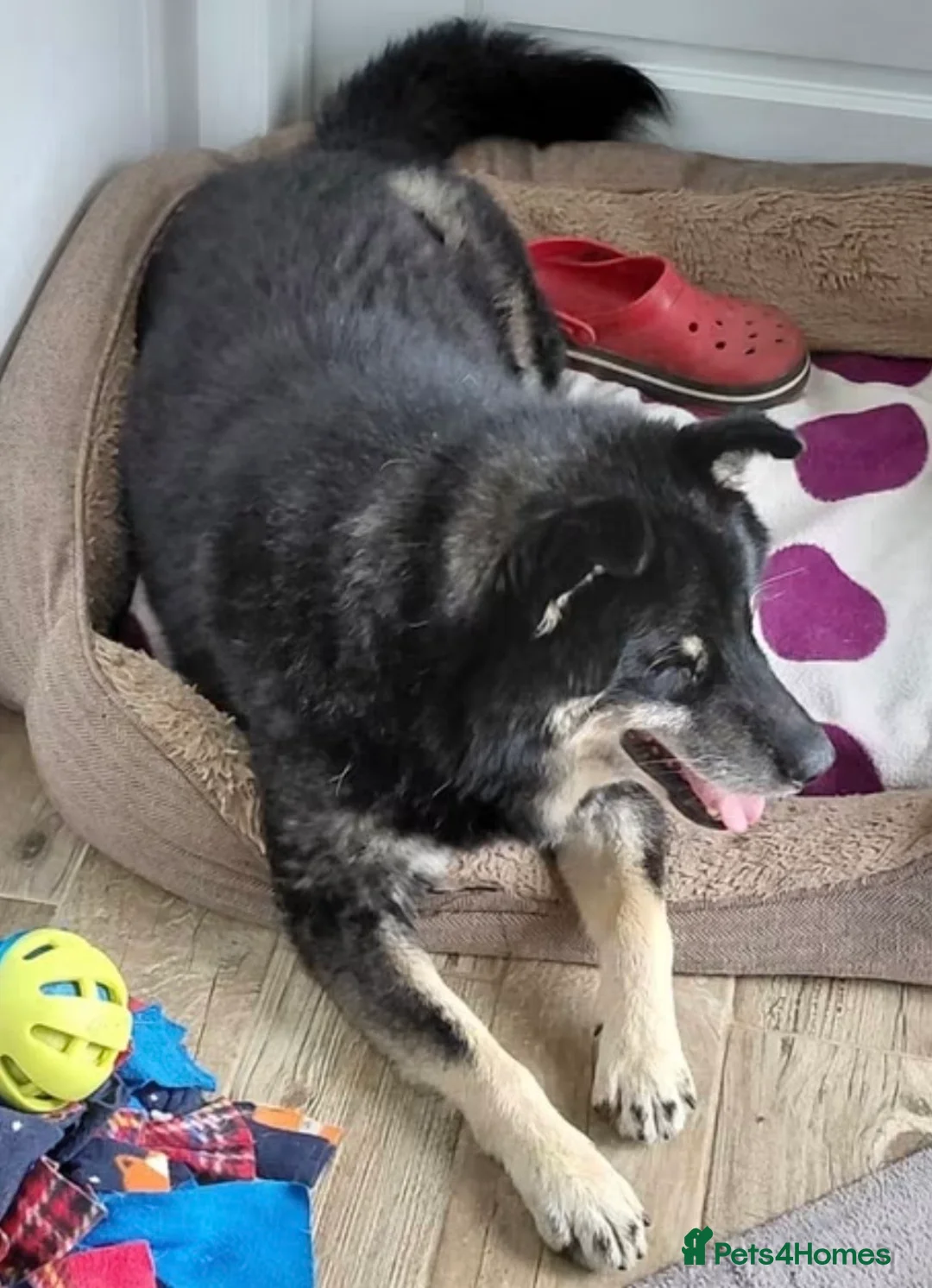 Mixed Breed dogs for adoption: Urgent appeal for Eric  - Advert 1