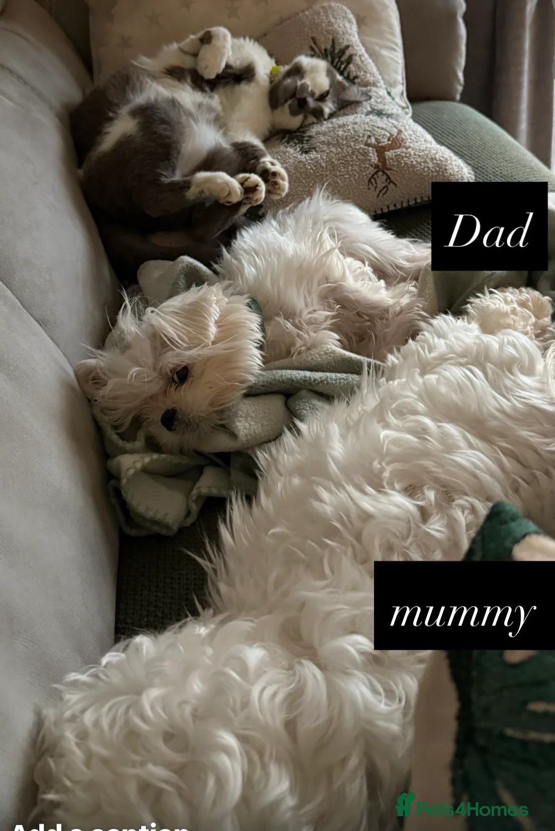 Maltese dogs for sale: Adorable KC Maltese puppies  - Advert 2