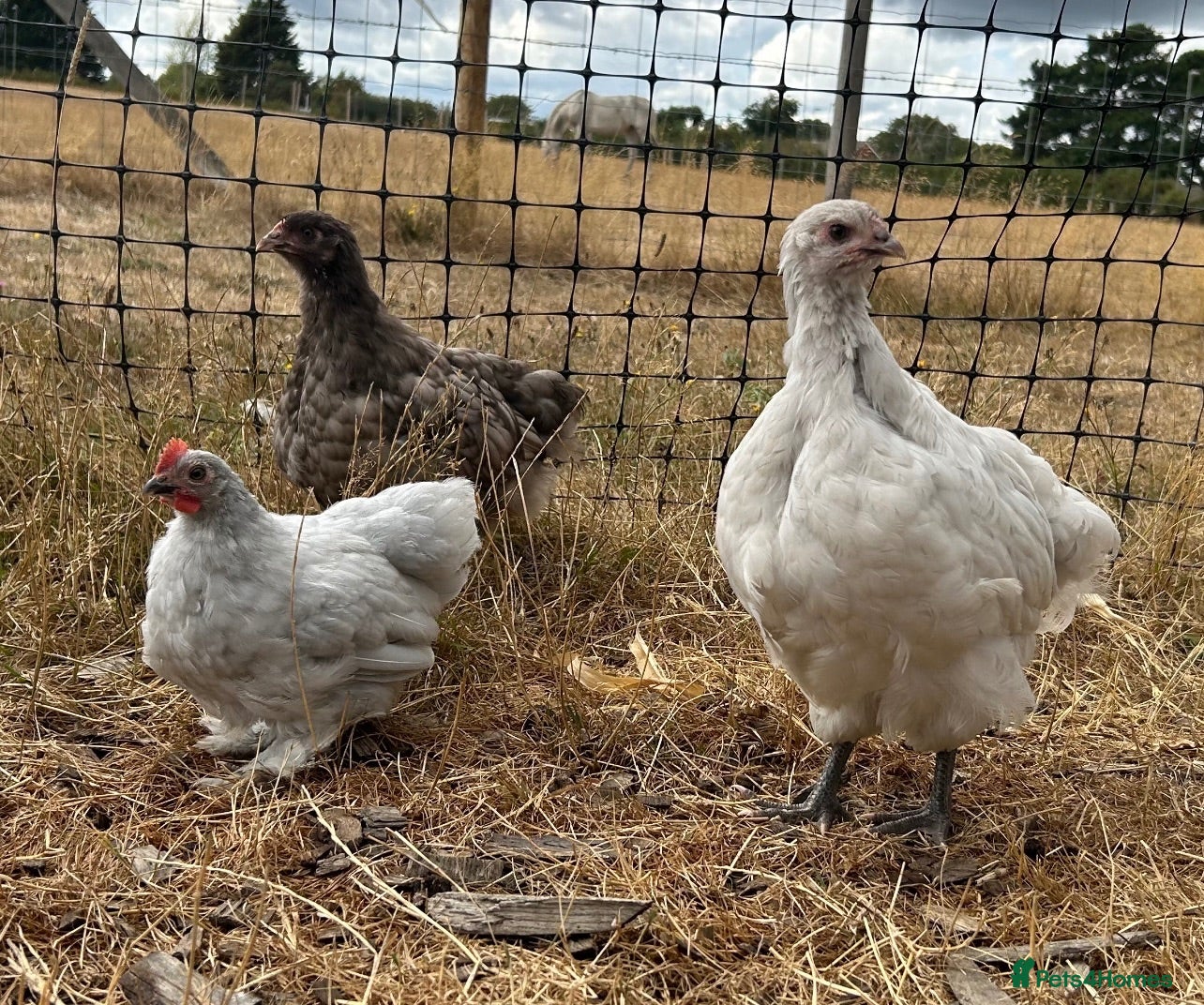 Chickens poultry Orpington pullets available ready now - Advert 1