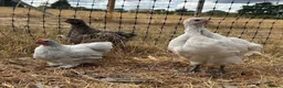 Chickens poultry for sale: Orpington pullets available ready now - Advert 1