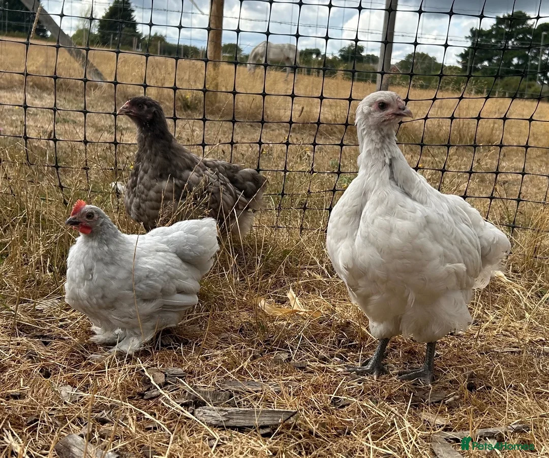 Chickens poultry for sale: Orpington pullets available ready now - Advert 1