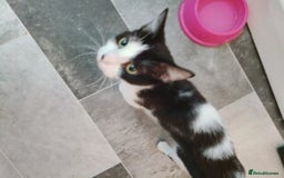 British Shorthair cats for sale: Free Lovely female  boy cat looking for good home  - Image 1