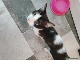 British Shorthair cats for sale: Free Lovely female cat looking for good home - Advert 1