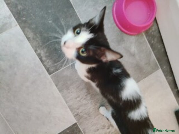 British Shorthair cats - Advert 1