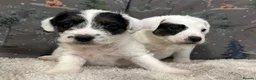 Mixed Breed dogs for sale: Adorable terrier pups  - Advert 3