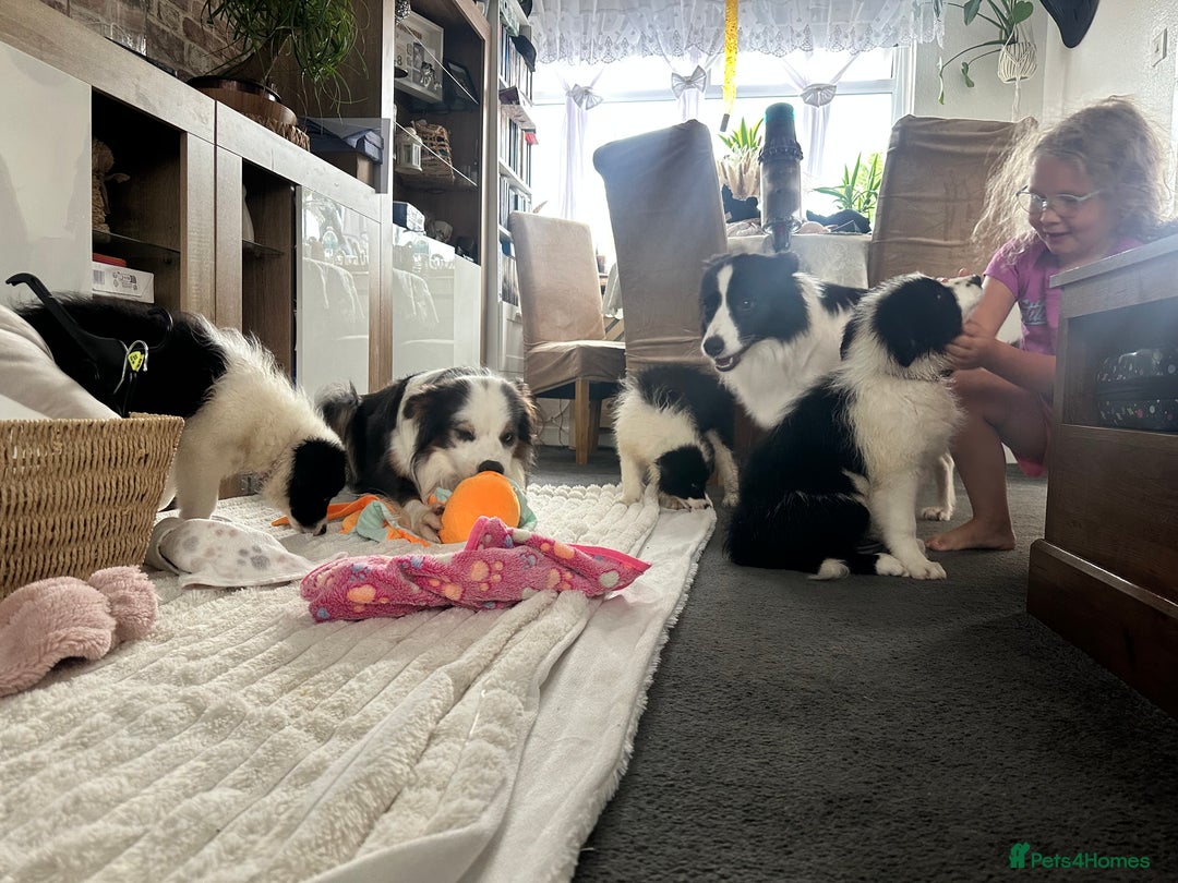 Border Collie dogs for sale: Last 2 girls left !!! International Champion line - Image 6