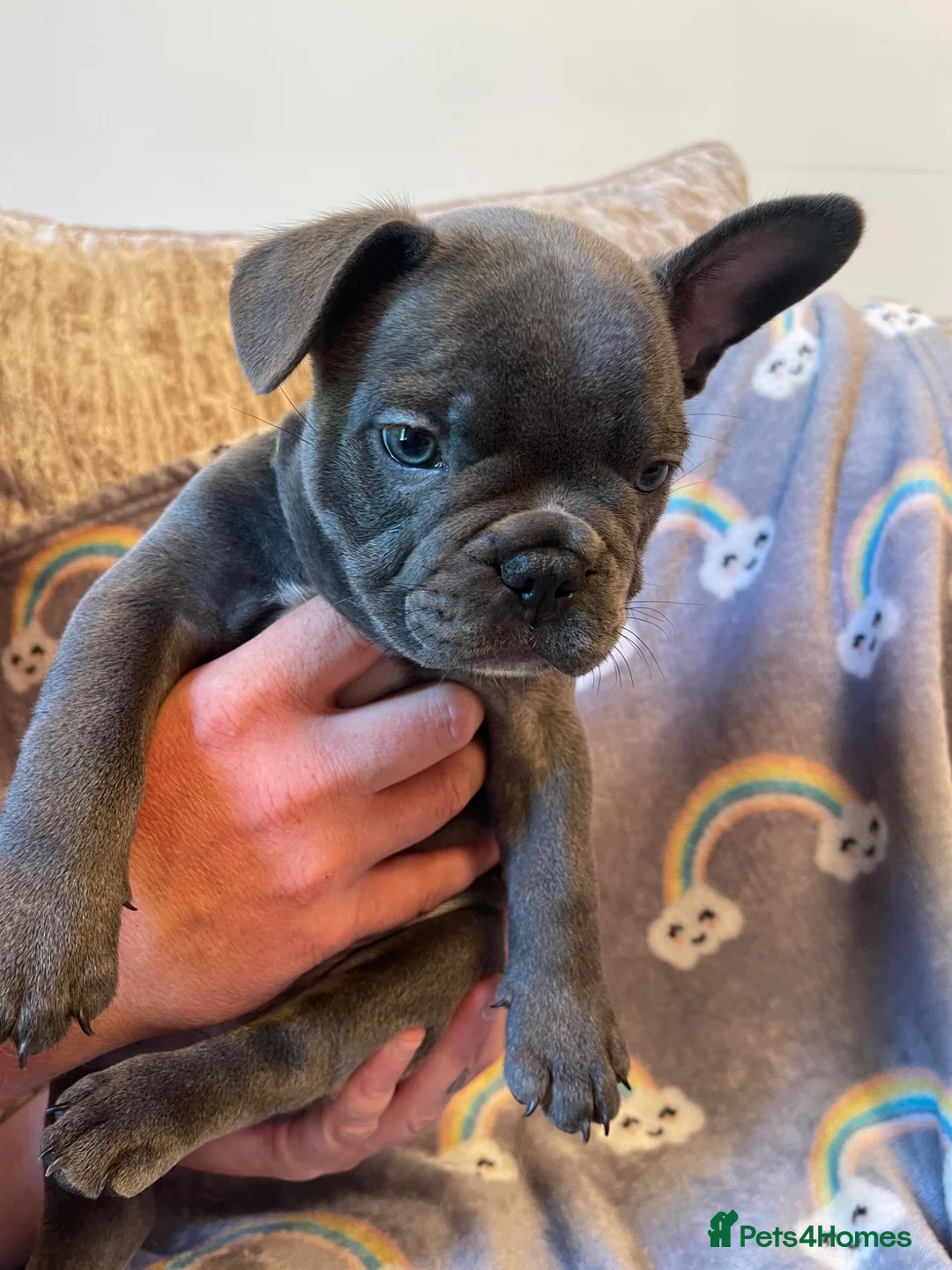 French Bulldog dogs for sale: Beautiful French Bulldog Puppies Fluffy Carriers - Advert 21