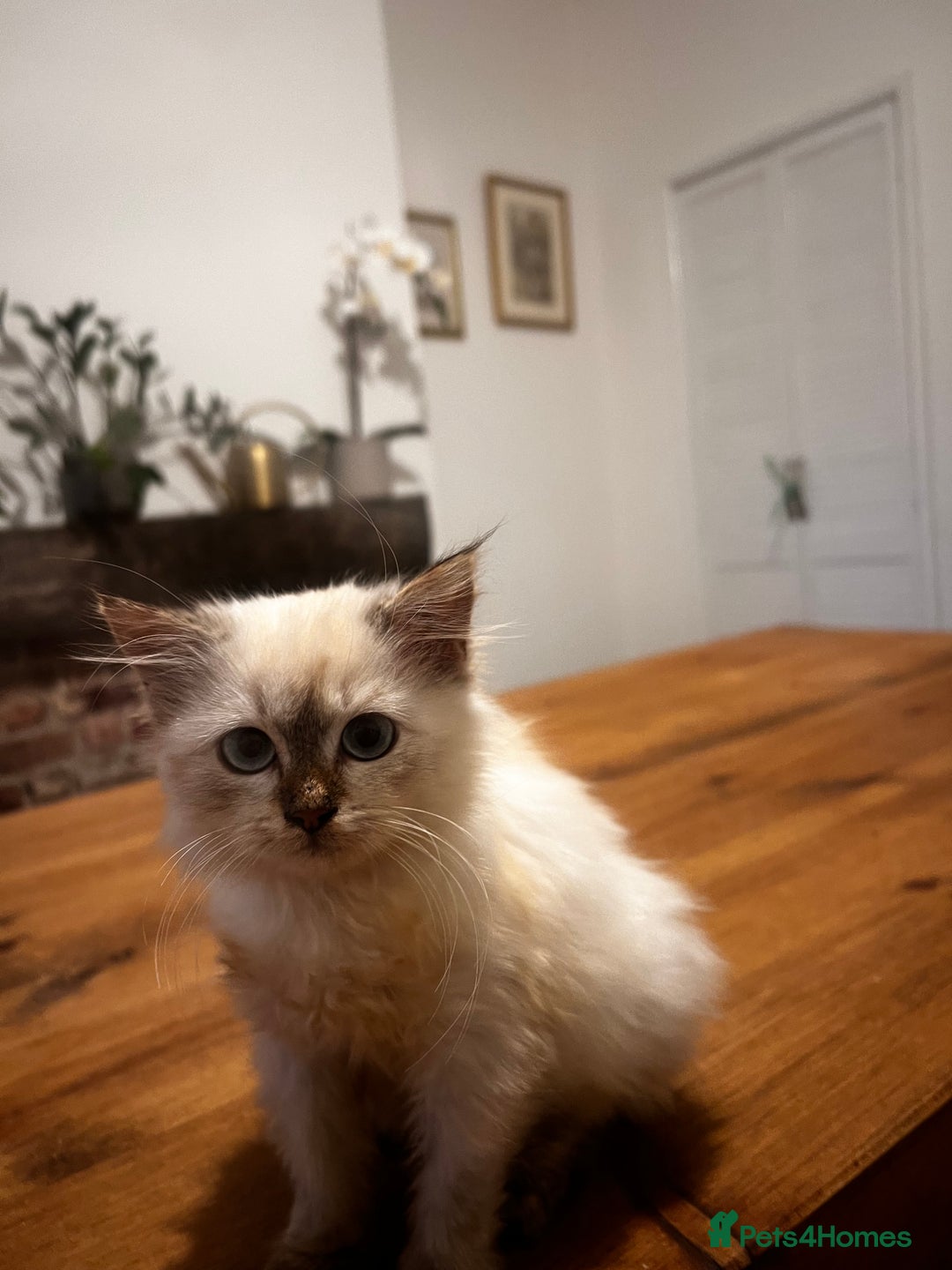 Siberian cats for sale: Three Siberian kittens!! - Image 6
