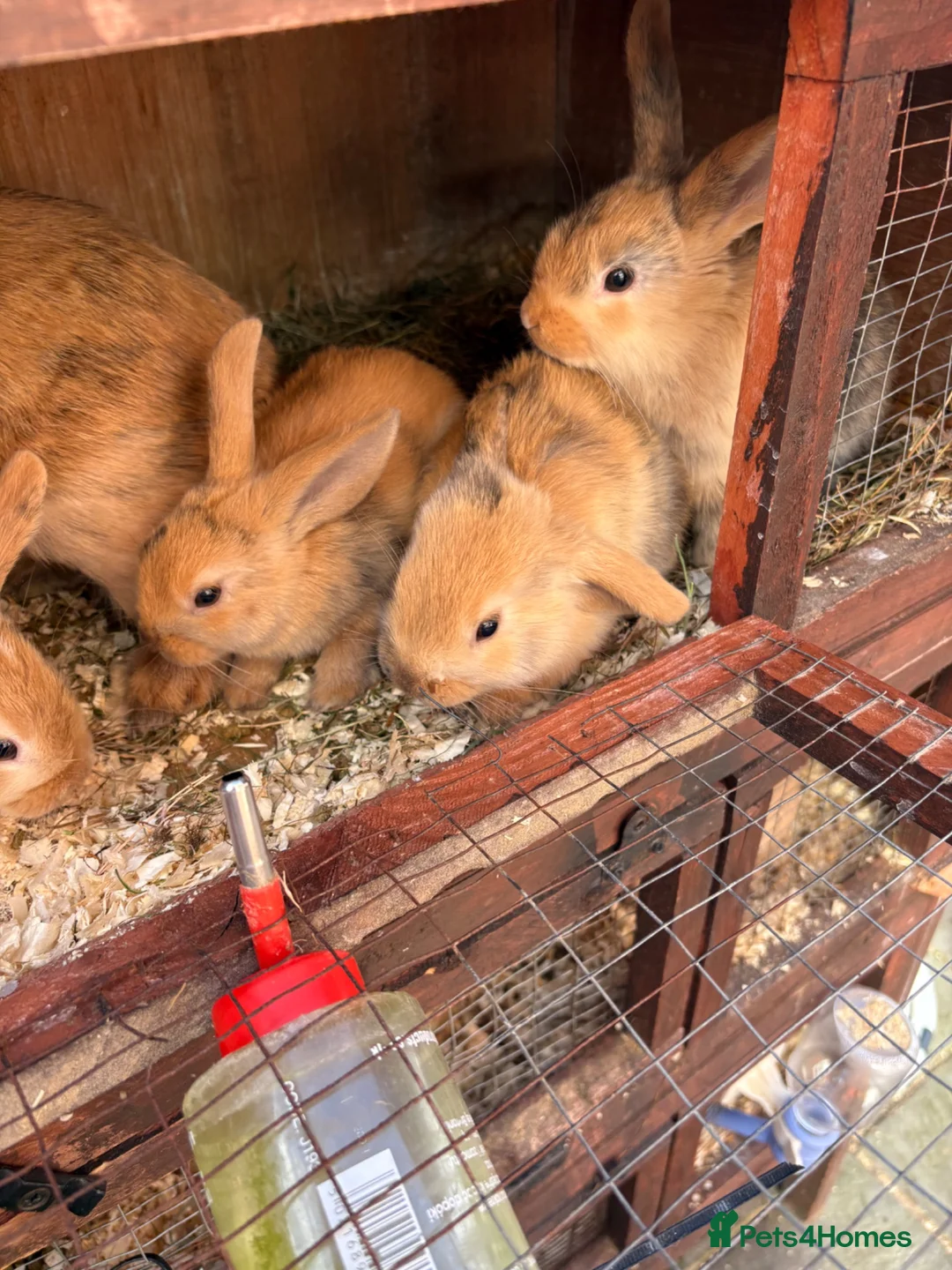 Mixed Breed rabbits for sale: Baby rabbits Harlequins  - Advert 1