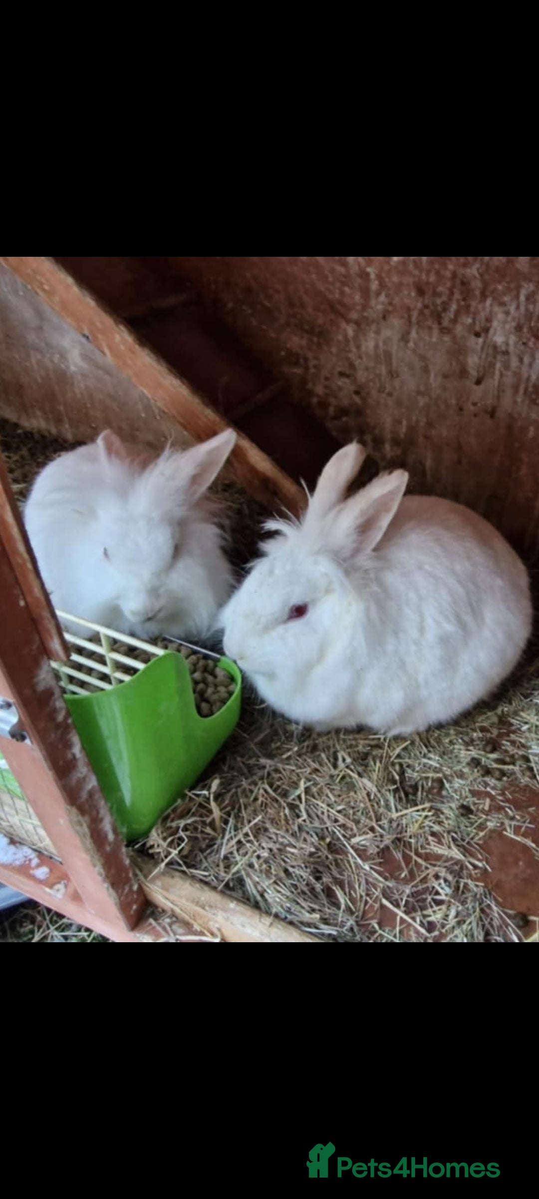 Mini Lion Lop rabbits for sale: 2 Rabbits - Advert 5