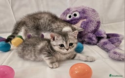 British Shorthair cats for sale: BRITISH SHORTHAIR CHAMPION BLOODLINE - Image 25