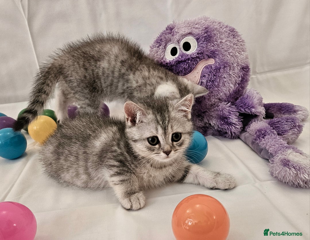 British Shorthair cats for sale: BRITISH SHORTHAIR CHAMPION BLOODLINE - Image 25