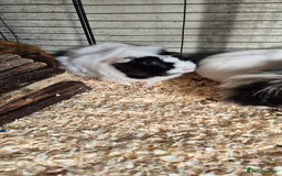 Guinea Pig rodents for sale: Female guinea pigs  - Image 6