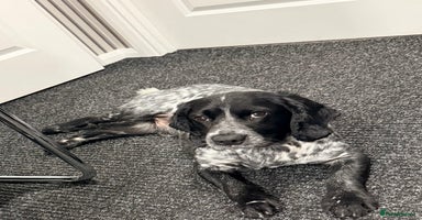 Cocker Spaniel dogs - Advert 5