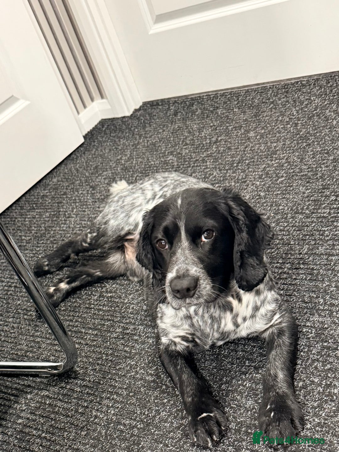 Cocker Spaniel dogs for sale: Beautiful cocker spaniels  - Advert 5