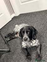 Cocker Spaniel dogs - Advert 10