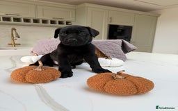 Cane Corso dogs for sale: Beautiful Cane Corso Puppies - Image 6
