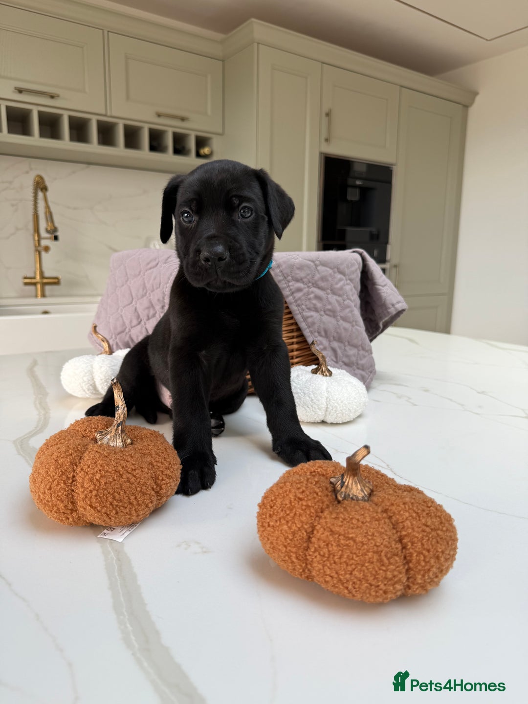 Cane Corso dogs for sale: Beautiful Cane Corso Puppies - Image 6