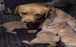 Labrador Retriever dogs for sale: !!Chunky Labrador Puppies - Image 5