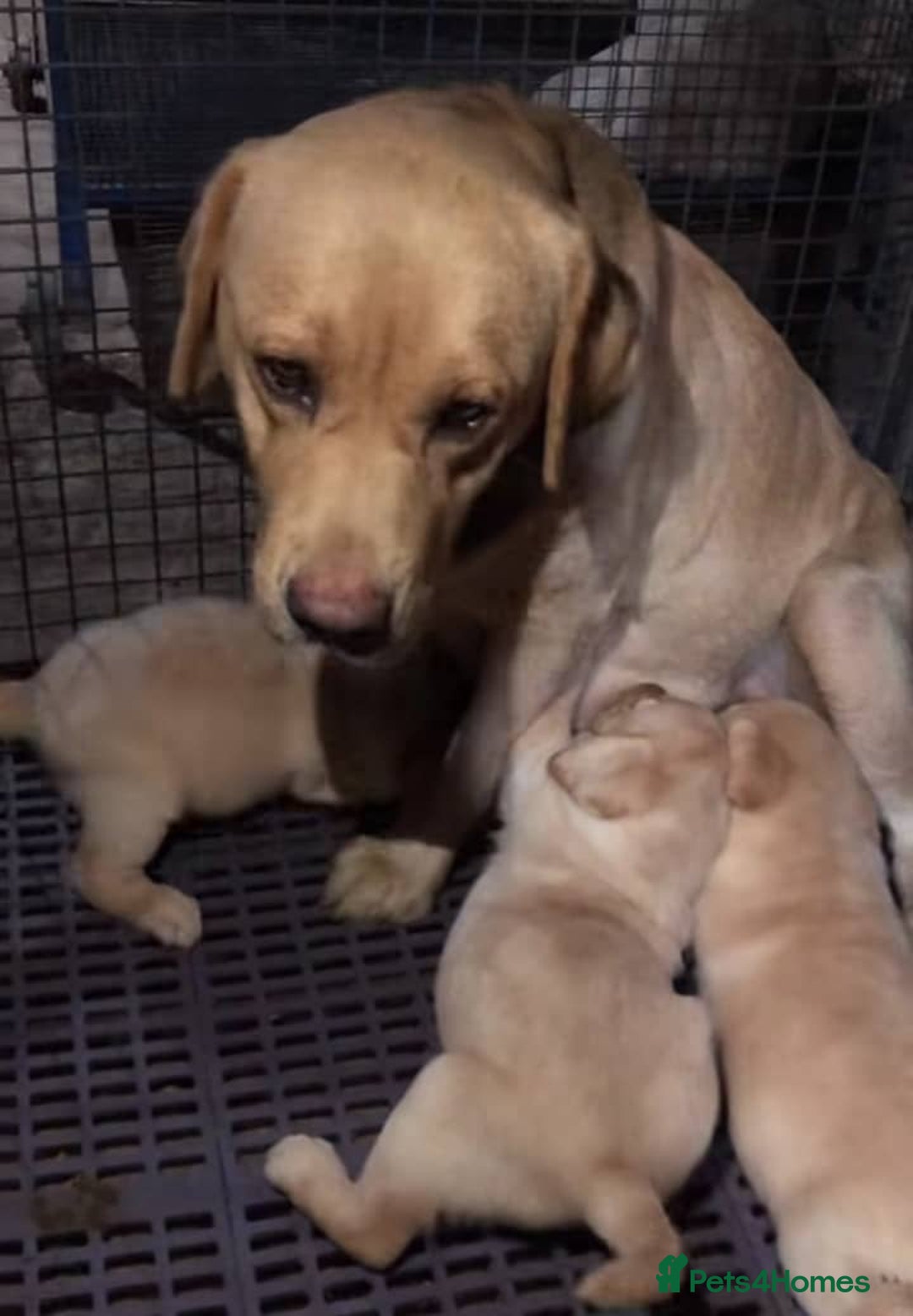 Labrador Retriever dogs for sale: !!Chunky Labrador Puppies - Image 5