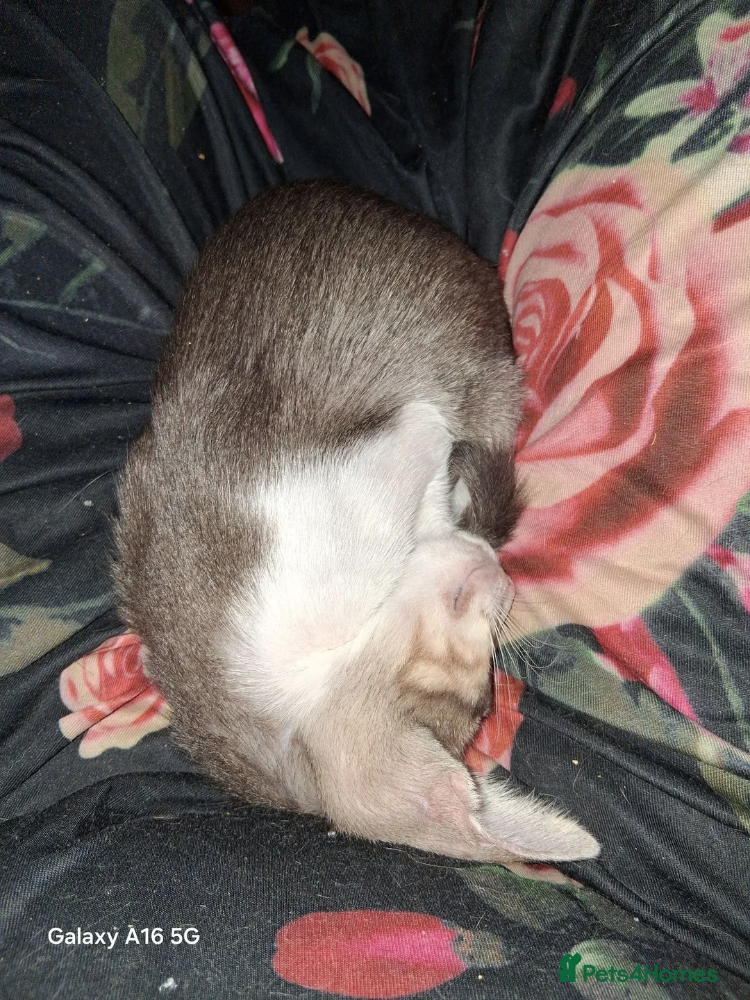 Oriental cats for sale: Stunning bicolour oriental kittens - Advert 2
