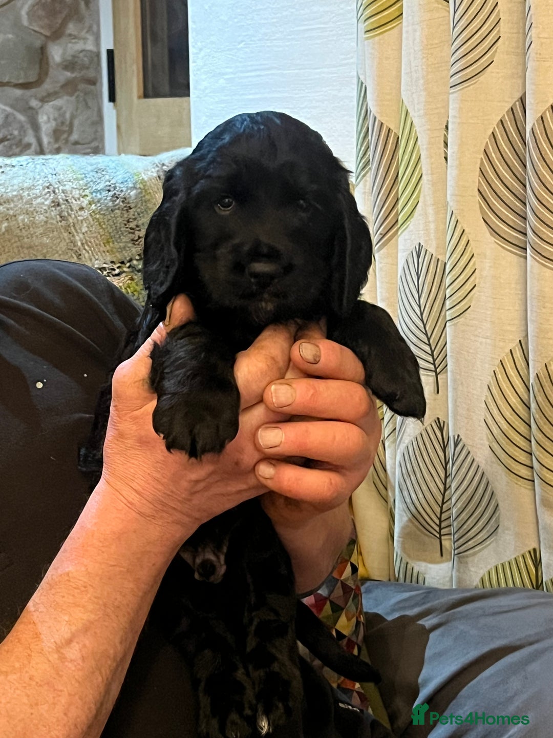 Cocker Spaniel dogs for sale: Gorgeous working cocker spaniel puppies for sale  - Advert 5