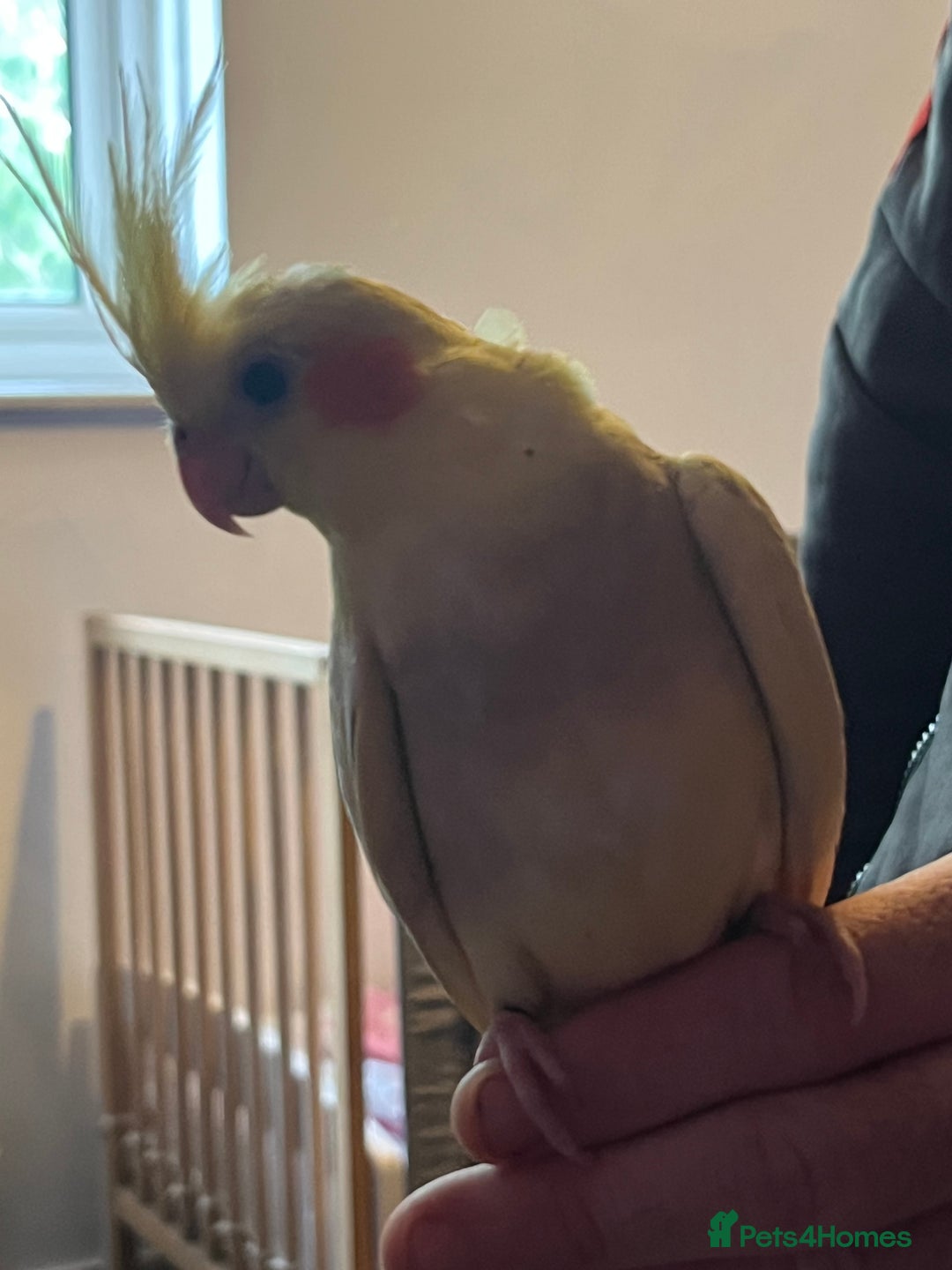 Cockatiels birds for sale: Cockatiels for sale hand tame - Image 18