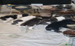 Mixed Breed dogs for sale: Fantastic 3/4 French bulldog and a 1/4 jack puppy - Image 19