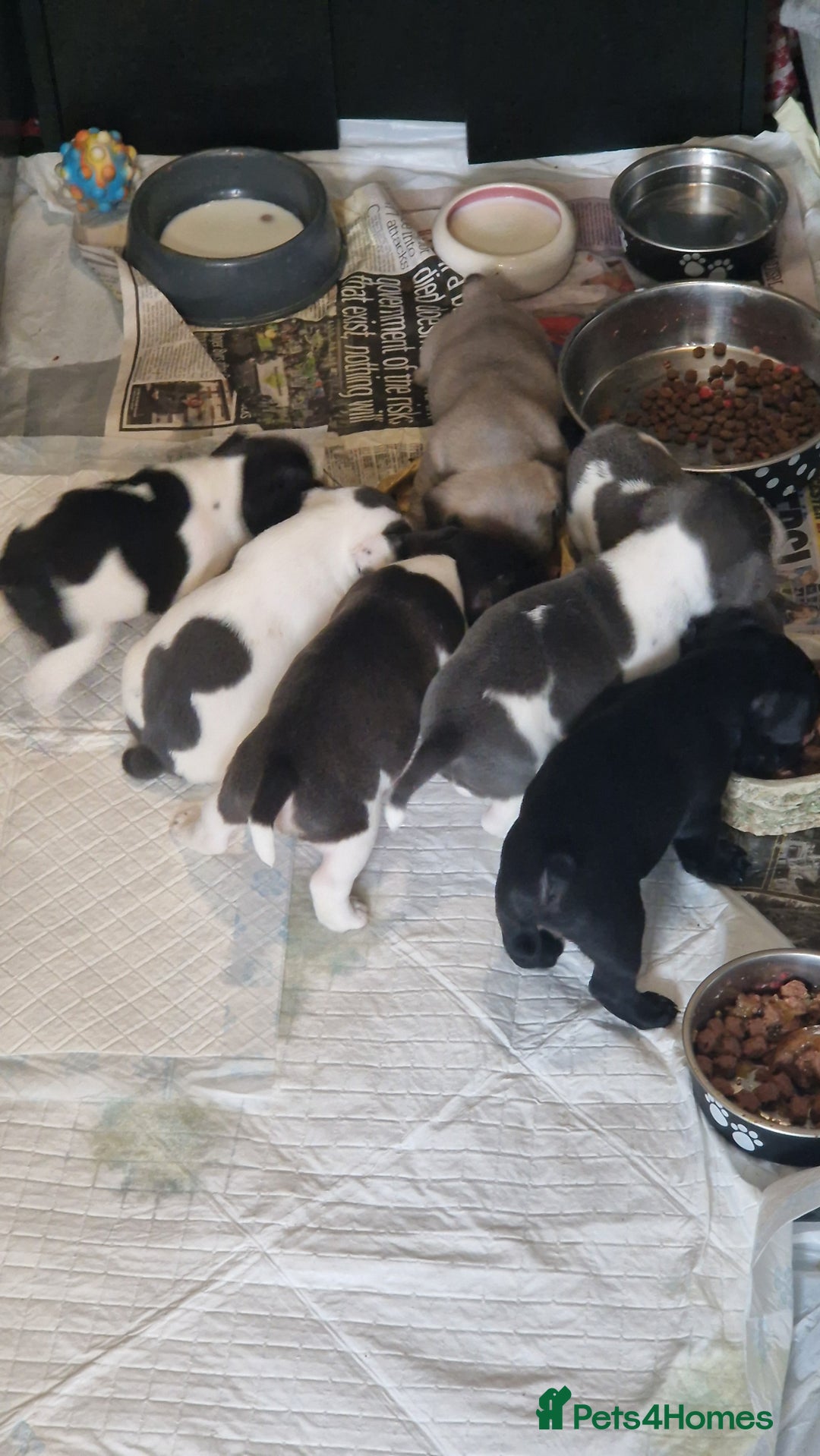 Mixed Breed dogs for sale: Fantastic 3/4 French bulldog and a 1/4 jack puppy - Image 19