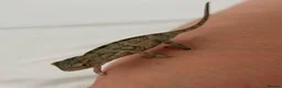 Chameleon reptiles for sale: Blue Ambanja Panther Chameleons  - Advert 19