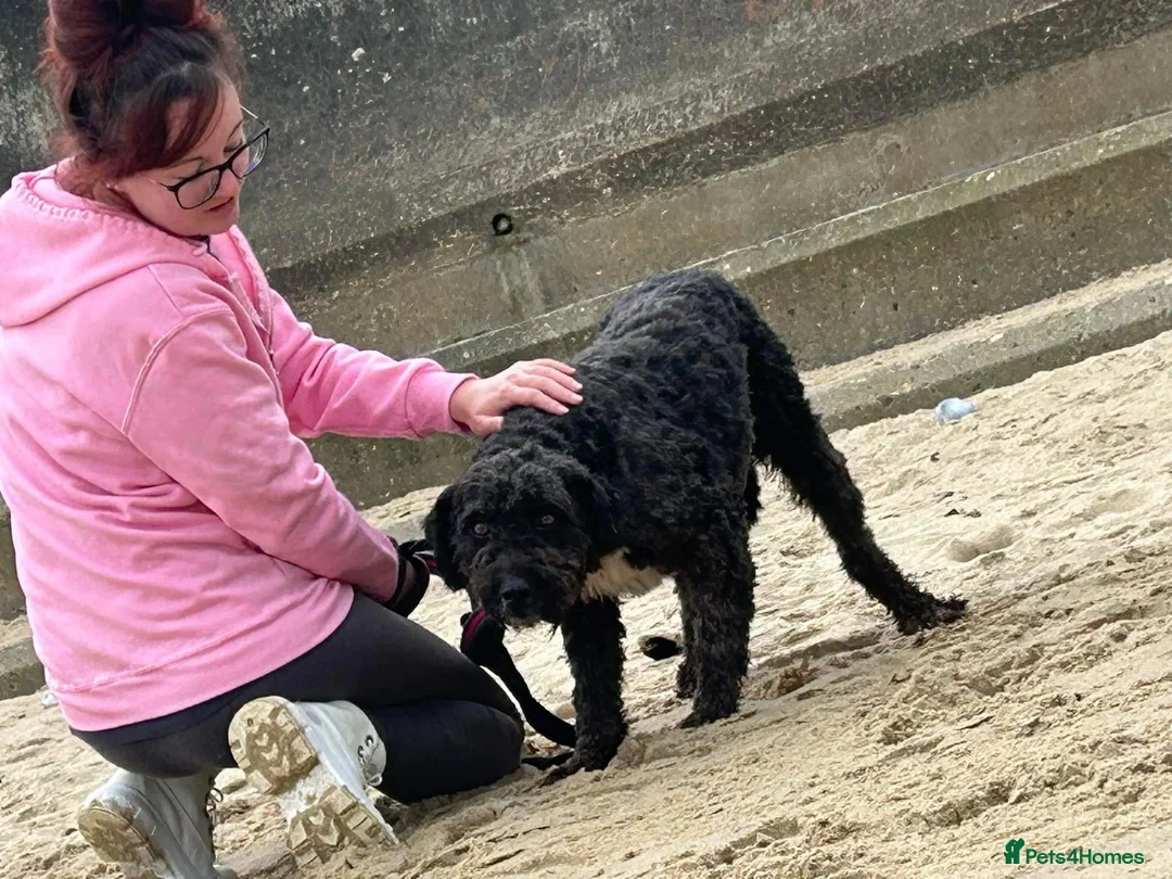 Mixed Breed dogs for adoption: Colby - Norwich Norfolk  in Norwich - Advert 11