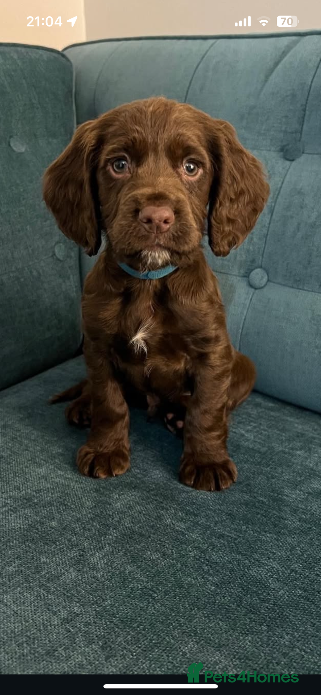 Cocker Spaniel dogs for stud: Cocker spaniel stud - Advert 6