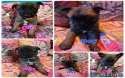 Belgian Shepherd Dog dogs for sale: Belgian shepherd's  - Image 1