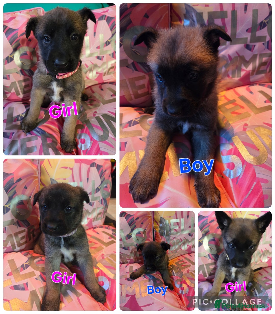Belgian Shepherd Dog dogs for sale: Belgian shepherd's  - Image 1